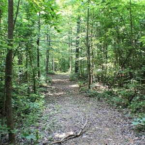 Photo of UNDER CONTRACT!  17 Acres of  Recreational Hunting of Land For Sale in Charlotte County VA!
