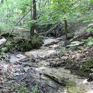 Photo of UNDER CONTRACT!  17 Acres of  Recreational Hunting of Land For Sale in Charlotte County VA!