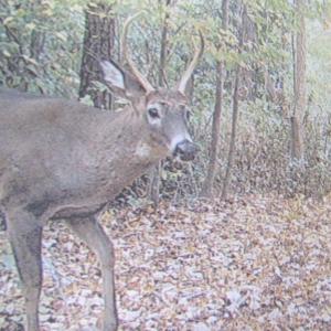 Photo of UNDER CONTRACT!  55 Acres of Farm Land with Log Home For Sale in Suffolk County VA!