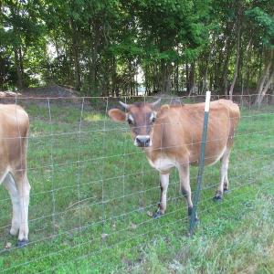 Photo of UNDER CONTRACT!  55 Acres of Farm Land with Log Home For Sale in Suffolk County VA!