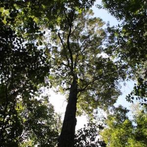 Photo of SOLD!  62.5 Acres of Hunting and Timber Land for Sale in Nash County NC!
