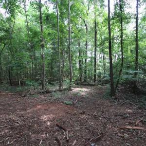Photo of SOLD!  62.5 Acres of Hunting and Timber Land for Sale in Nash County NC!