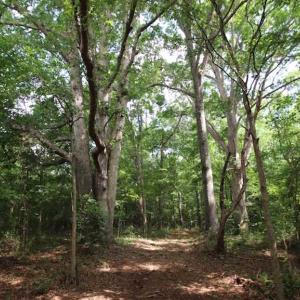 Photo of SOLD!  62.5 Acres of Hunting and Timber Land for Sale in Nash County NC!