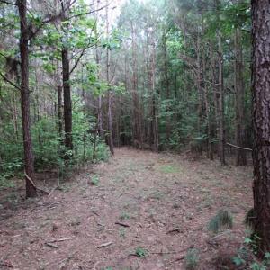 Photo of SOLD!  62.5 Acres of Hunting and Timber Land for Sale in Nash County NC!