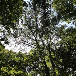 Photo of SOLD!  62.5 Acres of Hunting and Timber Land for Sale in Nash County NC!