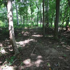 Photo of SOLD!  62.5 Acres of Hunting and Timber Land for Sale in Nash County NC!