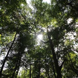 Photo of SOLD!  62.5 Acres of Hunting and Timber Land for Sale in Nash County NC!