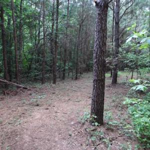 Photo of SOLD!  62.5 Acres of Hunting and Timber Land for Sale in Nash County NC!