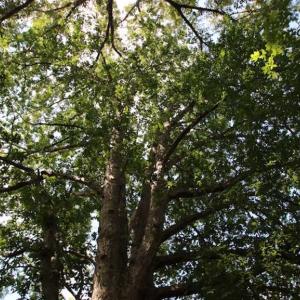 Photo of SOLD!  62.5 Acres of Hunting and Timber Land for Sale in Nash County NC!