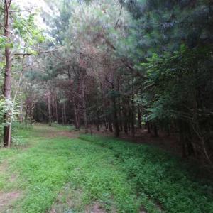 Photo of SOLD!  62.5 Acres of Hunting and Timber Land for Sale in Nash County NC!