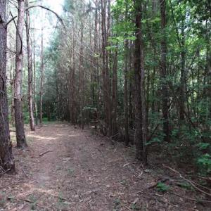 Photo of SOLD!  62.5 Acres of Hunting and Timber Land for Sale in Nash County NC!