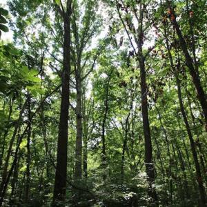Photo of SOLD!  62.5 Acres of Hunting and Timber Land for Sale in Nash County NC!
