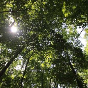 Photo of SOLD!  62.5 Acres of Hunting and Timber Land for Sale in Nash County NC!