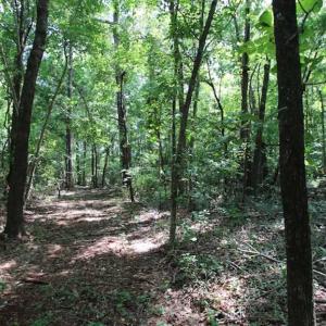 Photo of SOLD!  62.5 Acres of Hunting and Timber Land for Sale in Nash County NC!