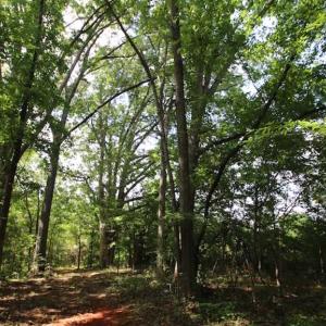 Photo of SOLD!  62.5 Acres of Hunting and Timber Land for Sale in Nash County NC!