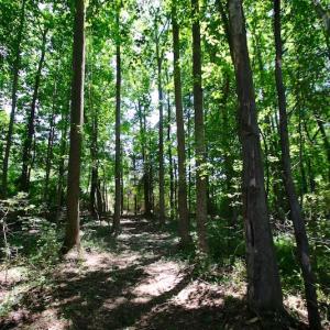 Photo of UNDER CONTRACT!  24.5 Acres of Hunting and Timber Land for Sale in Nash County NC!