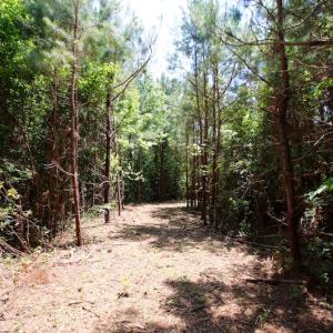 Photo of UNDER CONTRACT!  24.5 Acres of Hunting and Timber Land for Sale in Nash County NC!