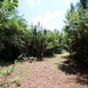 Photo of UNDER CONTRACT!  24.5 Acres of Hunting and Timber Land for Sale in Nash County NC!