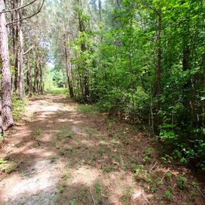 Photo of UNDER CONTRACT!  24.5 Acres of Hunting and Timber Land for Sale in Nash County NC!