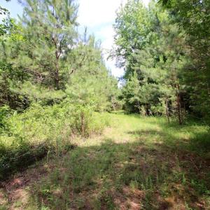 Photo of UNDER CONTRACT!  24.5 Acres of Hunting and Timber Land for Sale in Nash County NC!