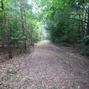 Photo of UNDER CONTRACT!  24.5 Acres of Hunting and Timber Land for Sale in Nash County NC!