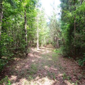 Photo of UNDER CONTRACT!  24.5 Acres of Hunting and Timber Land for Sale in Nash County NC!