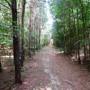 Photo of UNDER CONTRACT!  24.5 Acres of Hunting and Timber Land for Sale in Nash County NC!