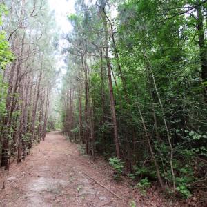 Photo of UNDER CONTRACT!  24.5 Acres of Hunting and Timber Land for Sale in Nash County NC!
