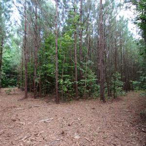 Photo of UNDER CONTRACT!  24.5 Acres of Hunting and Timber Land for Sale in Nash County NC!