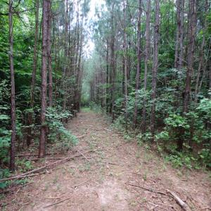 Photo of UNDER CONTRACT!  24.5 Acres of Hunting and Timber Land for Sale in Nash County NC!