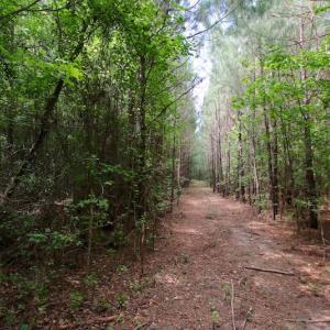 Photo of UNDER CONTRACT!  24.5 Acres of Hunting and Timber Land for Sale in Nash County NC!