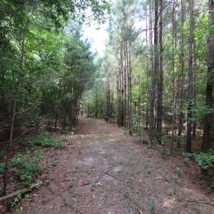 Photo of UNDER CONTRACT!  24.5 Acres of Hunting and Timber Land for Sale in Nash County NC!
