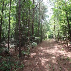 Photo of UNDER CONTRACT!  24.5 Acres of Hunting and Timber Land for Sale in Nash County NC!