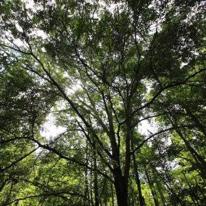 Photo of UNDER CONTRACT!  24.5 Acres of Hunting and Timber Land for Sale in Nash County NC!