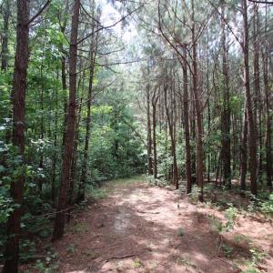 Photo of UNDER CONTRACT!  24.5 Acres of Hunting and Timber Land for Sale in Nash County NC!
