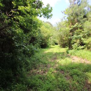 Photo of UNDER CONTRACT!  24.5 Acres of Hunting and Timber Land for Sale in Nash County NC!