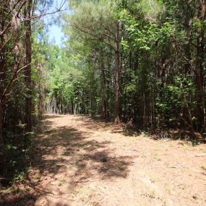 Photo of UNDER CONTRACT!  24.5 Acres of Hunting and Timber Land for Sale in Nash County NC!