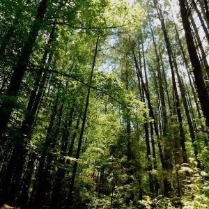 Photo of SOLD!  6.45 Acres of Investment Residential Land For Sale in Orange County NC!