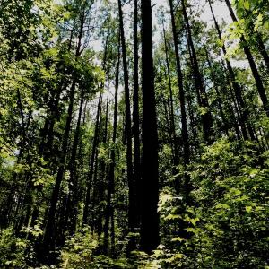 Photo of SOLD!  6.45 Acres of Investment Residential Land For Sale in Orange County NC!