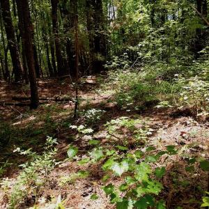 Photo of SOLD!  6.45 Acres of Investment Residential Land For Sale in Orange County NC!