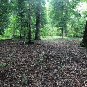 Photo of UNDER CONTRACT!  25 Acres of Land for Sale in Bladen County!