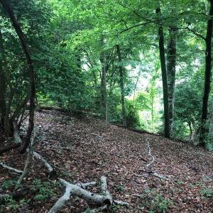 Photo of UNDER CONTRACT!  25 Acres of Land for Sale in Bladen County!