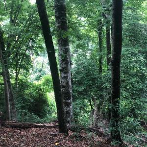 Photo of UNDER CONTRACT!  25 Acres of Land for Sale in Bladen County!