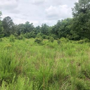 Photo of UNDER CONTRACT!  25 Acres of Land for Sale in Bladen County!