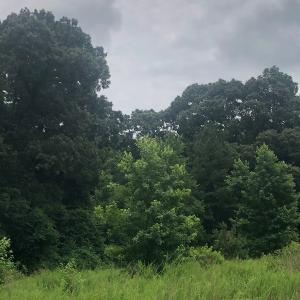 Photo of UNDER CONTRACT!  25 Acres of Land for Sale in Bladen County!