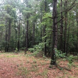 Photo of UNDER CONTRACT!  25 Acres of Land for Sale in Bladen County!