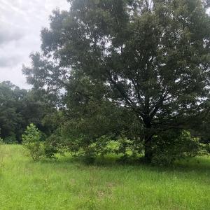 Photo of UNDER CONTRACT!  25 Acres of Land for Sale in Bladen County!