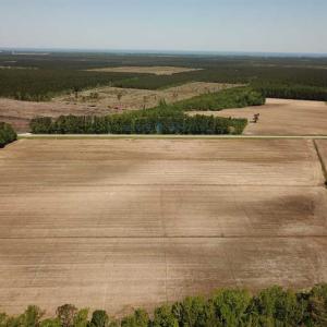 Photo of REDUCED!  83 Acres of Commercial Farm and Timber Land For Sale in Tyrrell County NC!