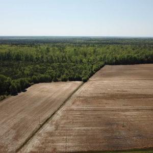 Photo of REDUCED!  83 Acres of Commercial Farm and Timber Land For Sale in Tyrrell County NC!