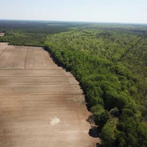 Photo of REDUCED!  83 Acres of Commercial Farm and Timber Land For Sale in Tyrrell County NC!